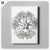 1-48_Ernst-Haeckel_canvas