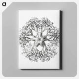 Vintage brittle star illustration - エルンスト ヘッケル Canvas.