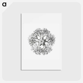 アートポストカード-Vintage brittle star illustration - エルンスト ヘッケル Postcard.