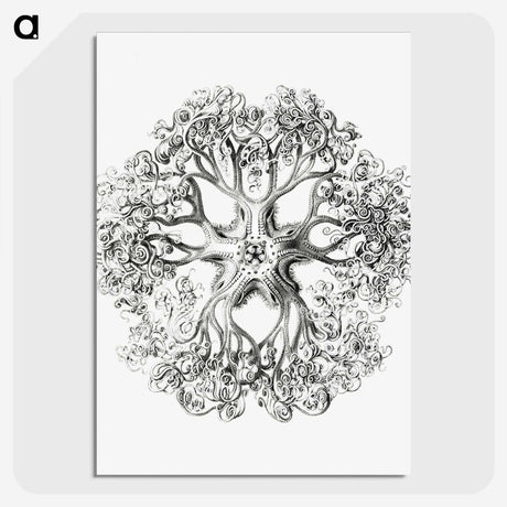 1-48_Ernst-Haeckel_picture-crop
