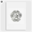 1-48_Ernst-Haeckel_picture