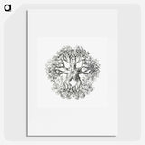 1-48_Ernst-Haeckel_picture
