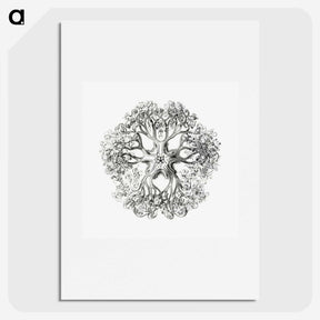 1-48_Ernst-Haeckel_picture