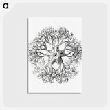 アートポストカード-Vintage brittle star illustration - エルンスト ヘッケル Postcard.