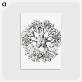 1-48_Ernst-Haeckel_postcard