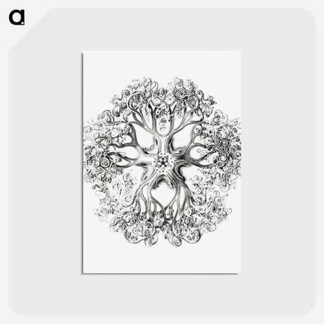 アートポストカード-Vintage brittle star illustration - エルンスト ヘッケル Postcard.