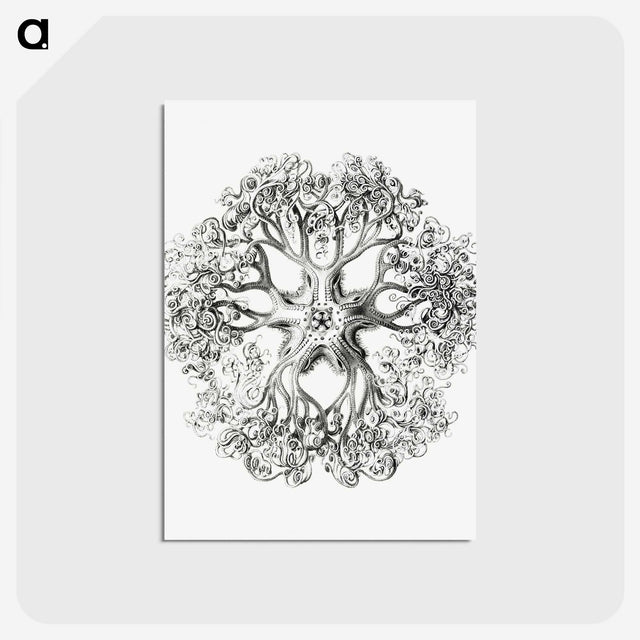 1-48_Ernst-Haeckel_postcard