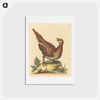 アートポストカード-Brown Speckled Bird
 - ジョージ エドワーズ Postcard.