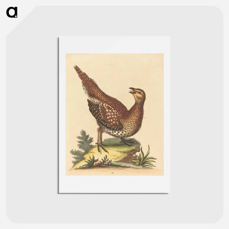アートポストカード-Brown Speckled Bird
 - ジョージ エドワーズ Postcard.