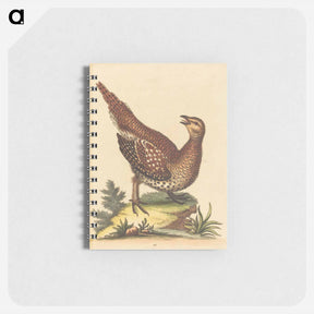 アートメモ帳-Brown Speckled Bird
 - ジョージ エドワーズ Memo.
