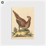 アートポストカード-Brown Speckled Bird
 - ジョージ エドワーズ Postcard.