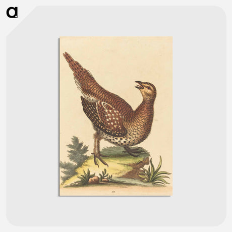 アートポストカード-Brown Speckled Bird
 - ジョージ エドワーズ Postcard.