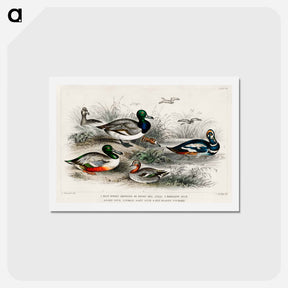 アートポストカード-Waterfowl from History of the Earth and Animated
 - ゴールドスミスの生き生きとした自然 Postcard.