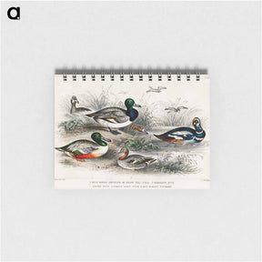 アートメモ帳-Waterfowl from History of the Earth and Animated
 - ゴールドスミスの生き生きとした自然 Memo.
