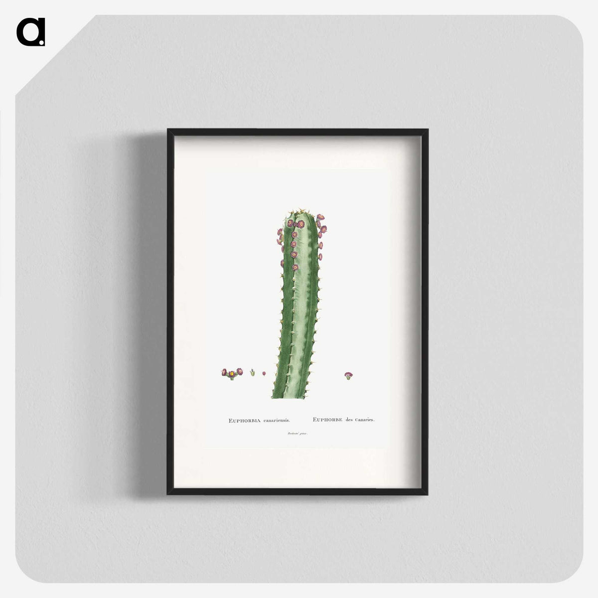 1-48_Histoire-des-Plantes-Grasses_blk