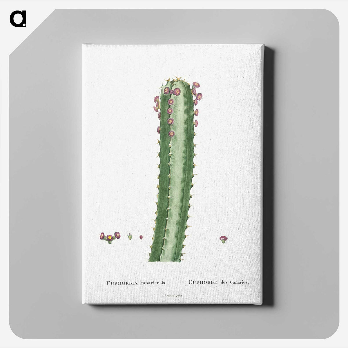 1-48_Histoire-des-Plantes-Grasses_canvas