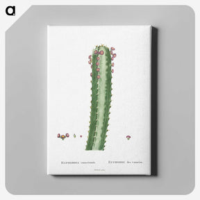 1-48_Histoire-des-Plantes-Grasses_canvas