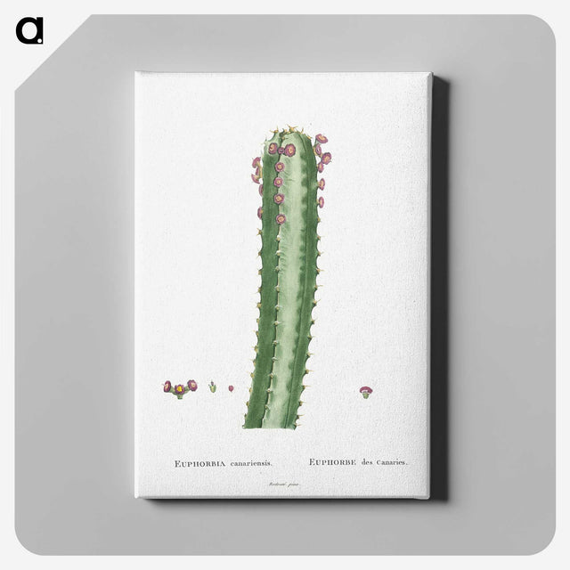 1-48_Histoire-des-Plantes-Grasses_canvas