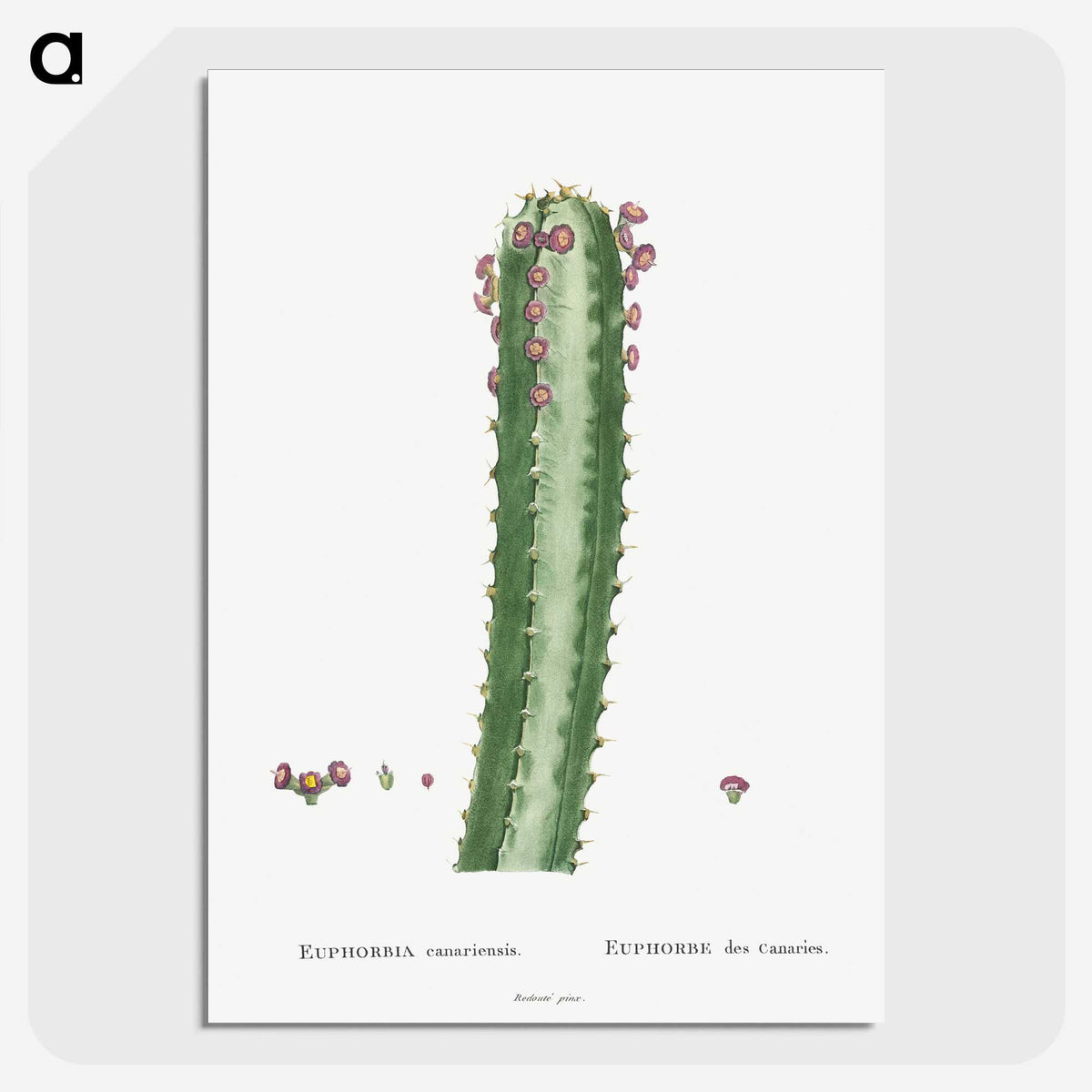 1-48_Histoire-des-Plantes-Grasses_picture-crop