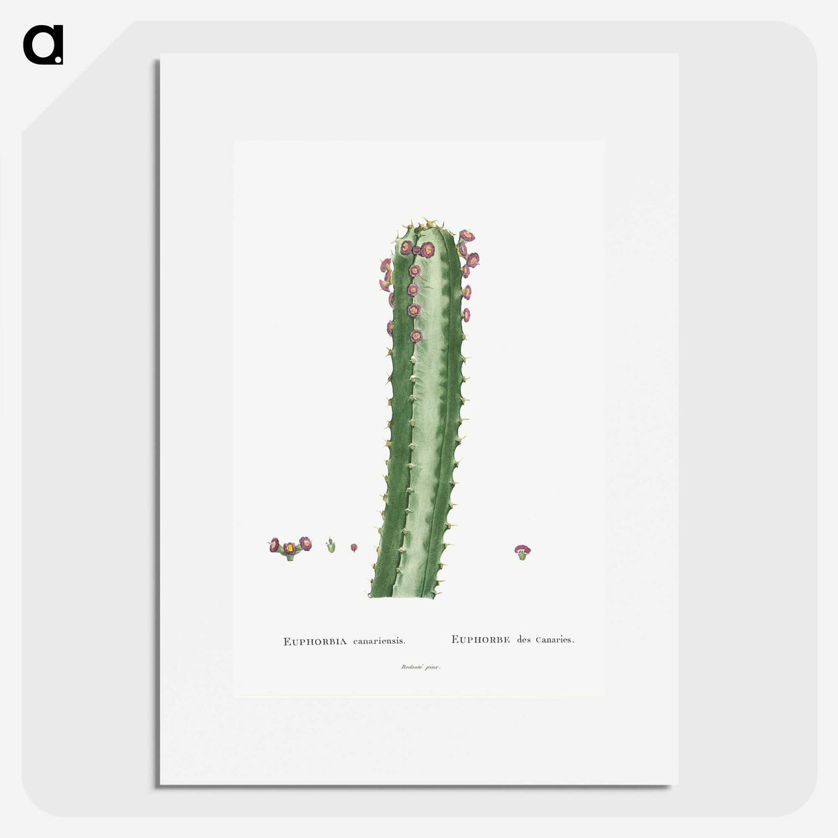 1-48_Histoire-des-Plantes-Grasses_picture