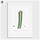 1-48_Histoire-des-Plantes-Grasses_picture