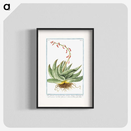 1-48_Hortus-Romanus-Botanical-Plates_blk