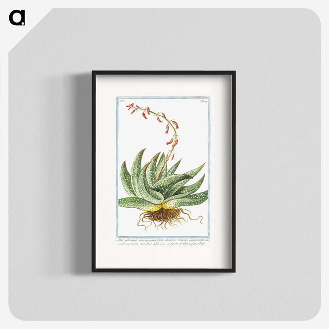 1-48_Hortus-Romanus-Botanical-Plates_blk