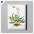 1-48_Hortus-Romanus-Botanical-Plates_canvas