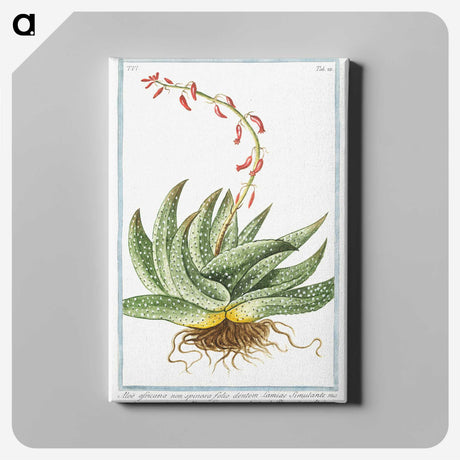 1-48_Hortus-Romanus-Botanical-Plates_canvas