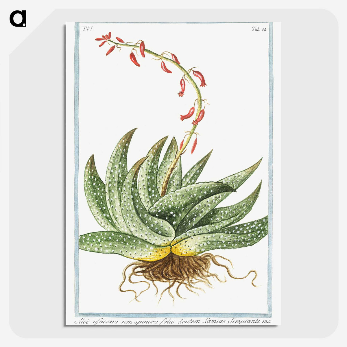 1-48_Hortus-Romanus-Botanical-Plates_picture-crop