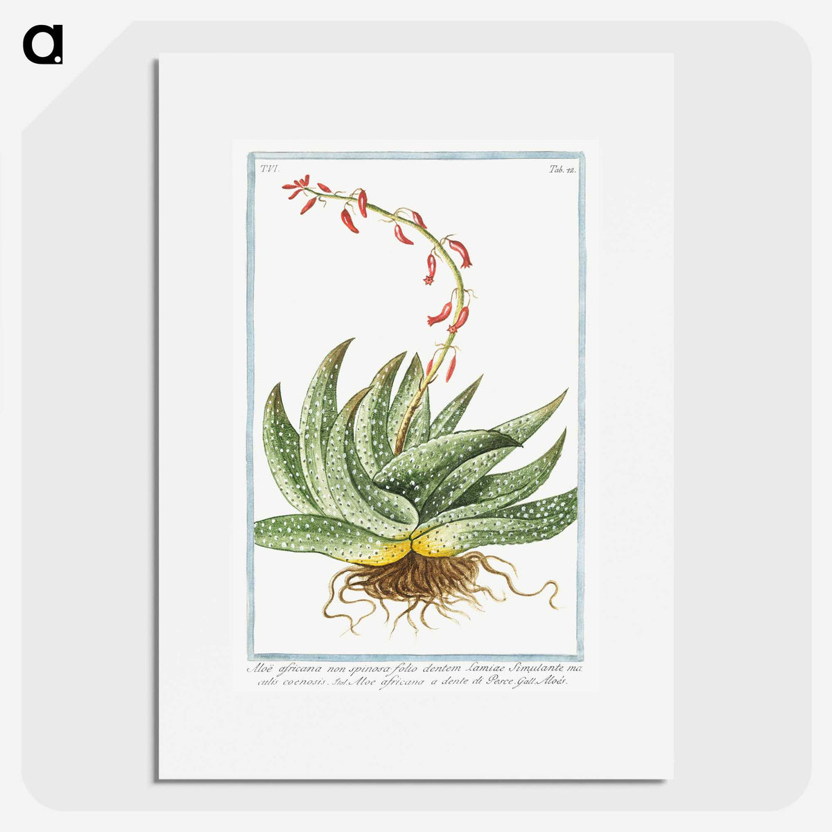 1-48_Hortus-Romanus-Botanical-Plates_picture