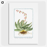 1-48_Hortus-Romanus-Botanical-Plates_picture