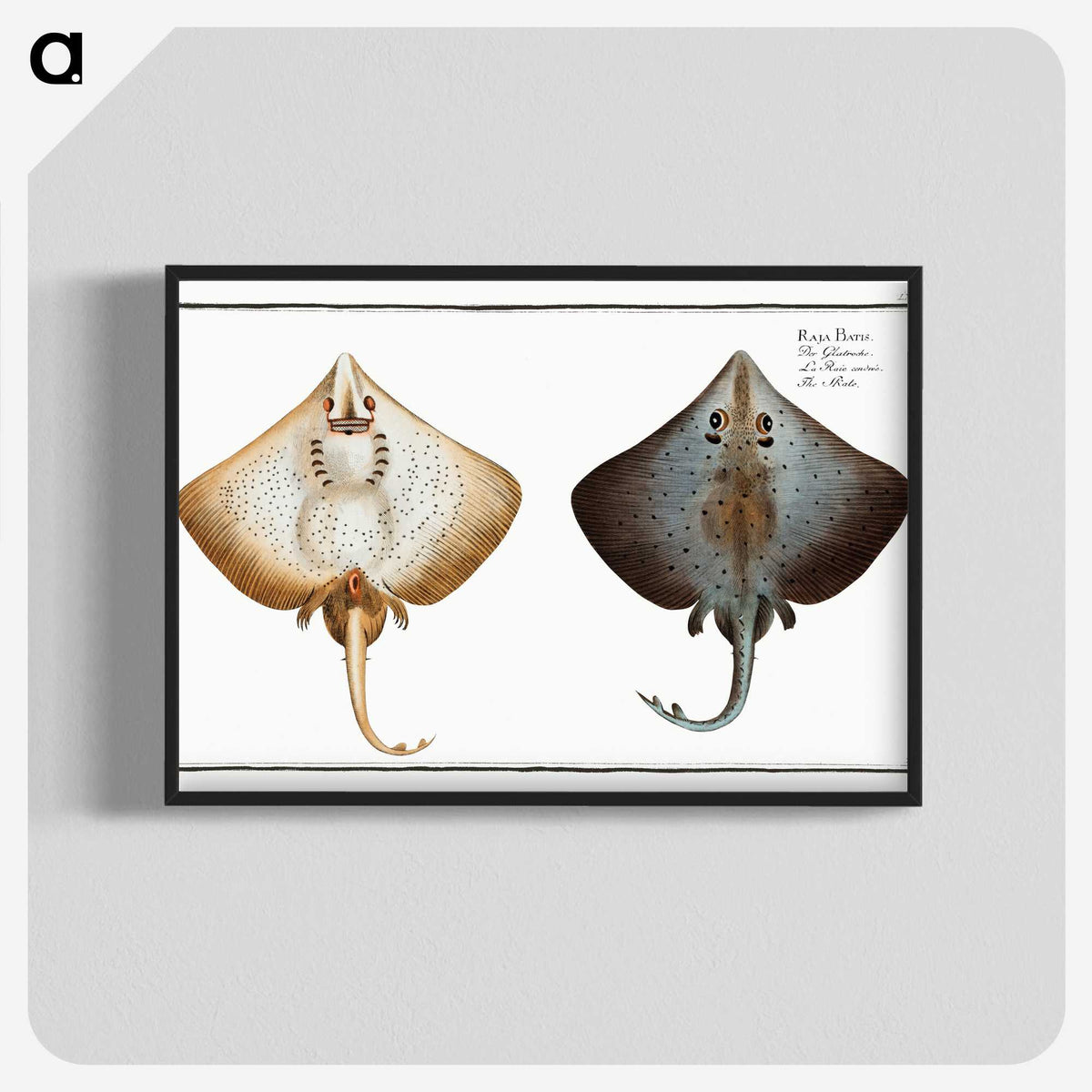 1-48_Ichtyologie-ou-Histoire-naturelle_blk-crop