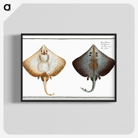 1-48_Ichtyologie-ou-Histoire-naturelle_blk-crop
