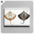 1-48_Ichtyologie-ou-Histoire-naturelle_canvas