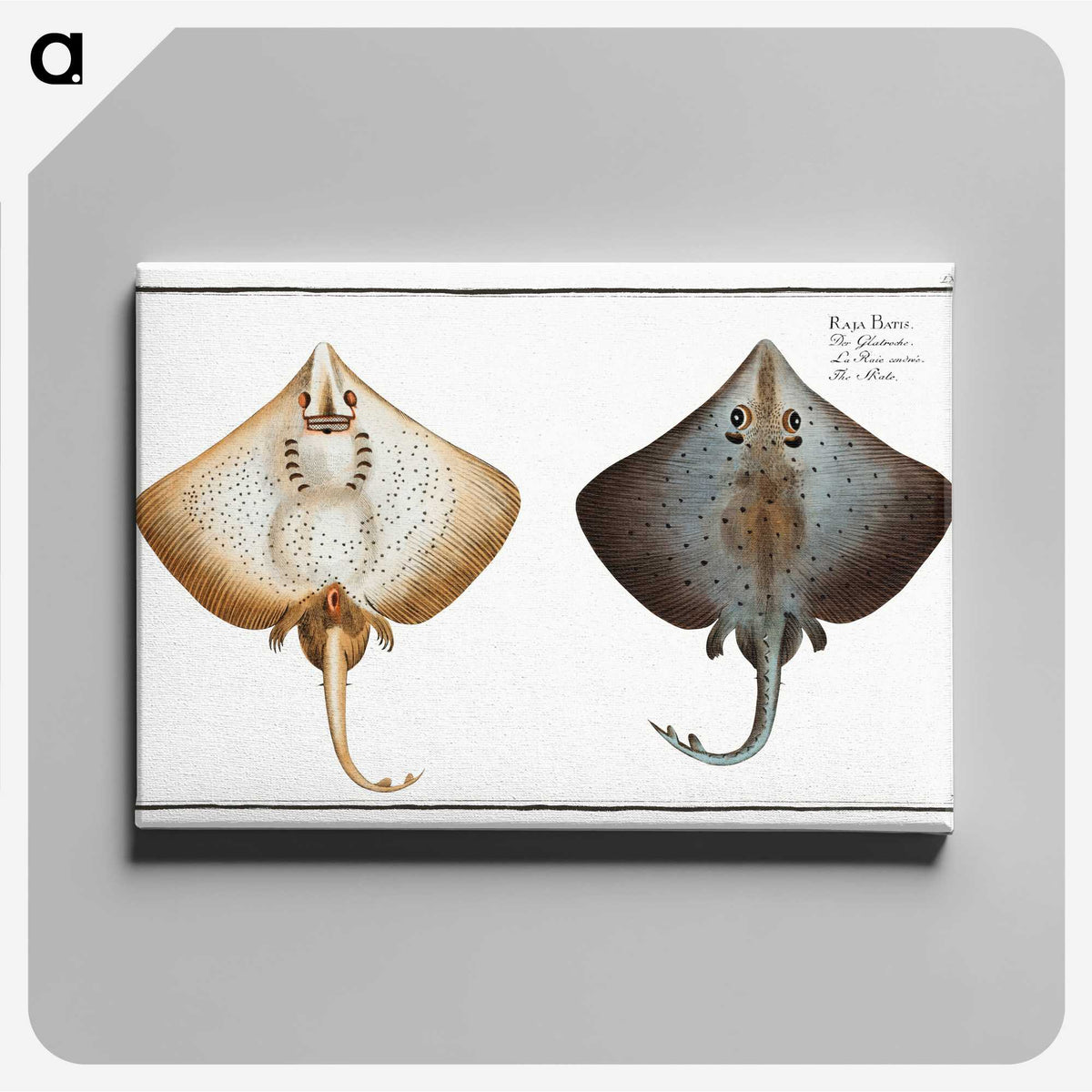 1-48_Ichtyologie-ou-Histoire-naturelle_canvas