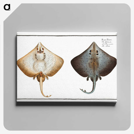 1-48_Ichtyologie-ou-Histoire-naturelle_canvas