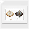 1-48_Ichtyologie-ou-Histoire-naturelle_picture