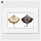 1-48_Ichtyologie-ou-Histoire-naturelle_picture