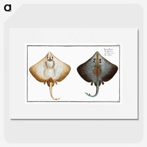 1-48_Ichtyologie-ou-Histoire-naturelle_picture