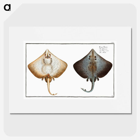 1-48_Ichtyologie-ou-Histoire-naturelle_picture