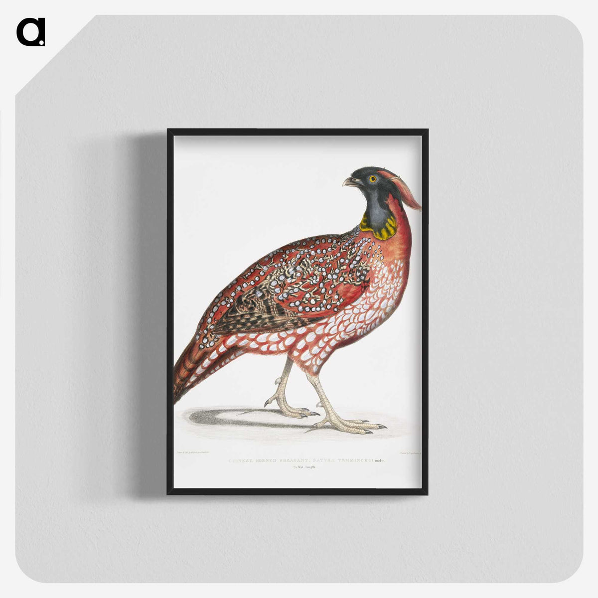 1-48_Indian-Zoology_blk-crop