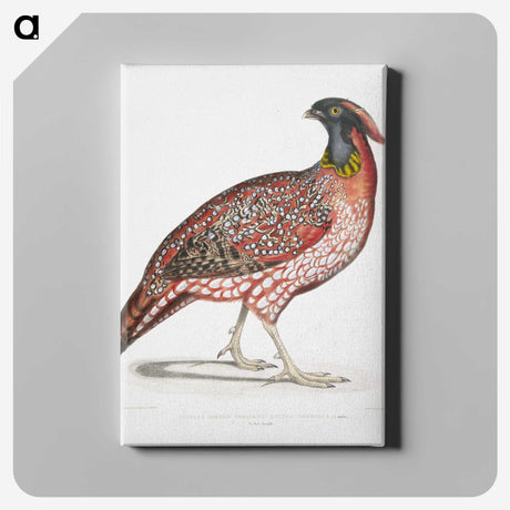 1-48_Indian-Zoology_canvas