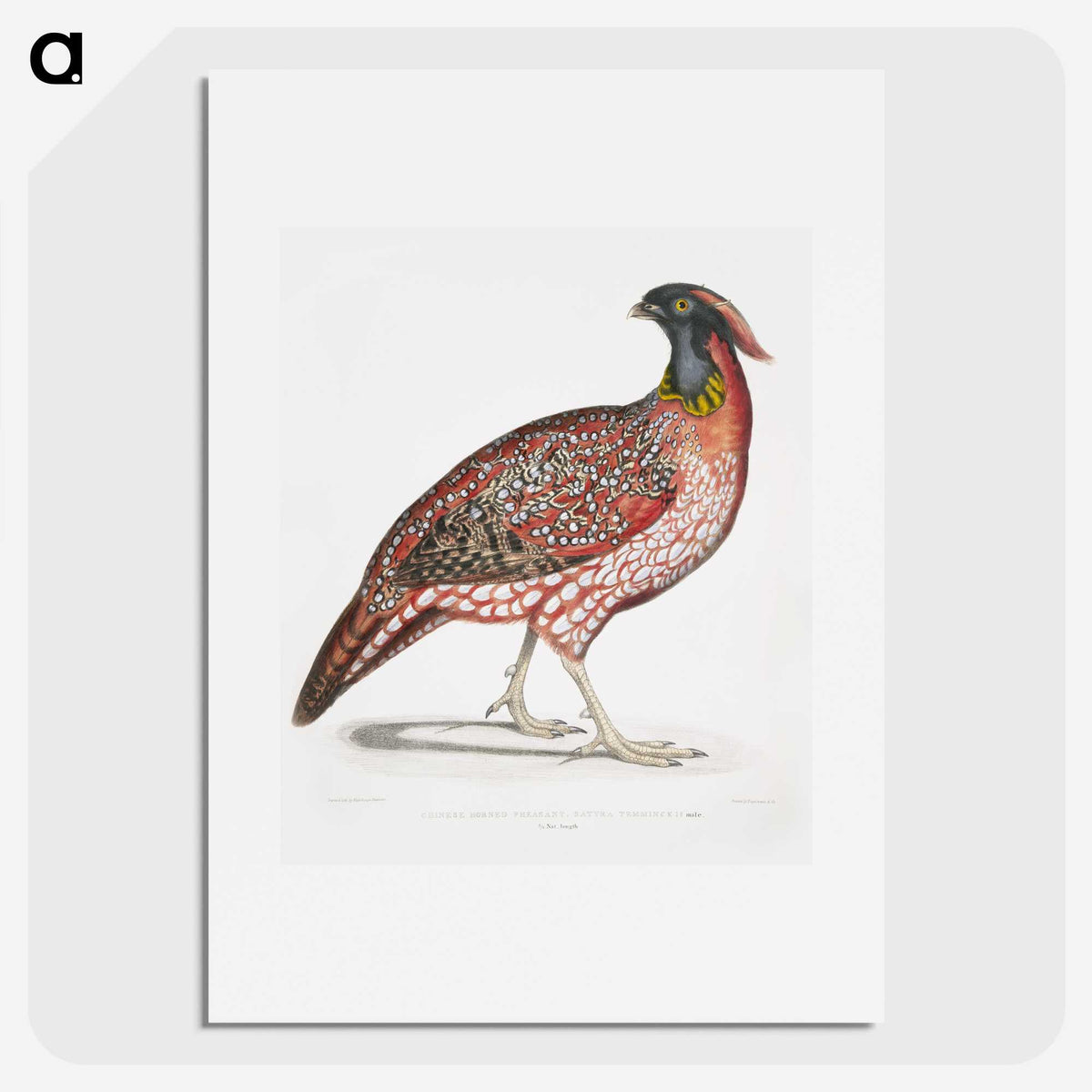 1-48_Indian-Zoology_picture