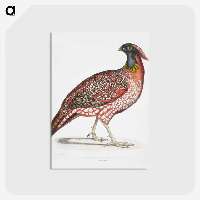 1-48_Indian-Zoology_postcard