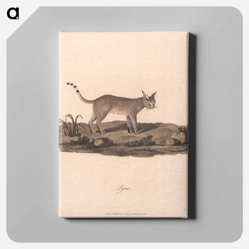 Lynx
 - ジェームス ヒース Canvas.