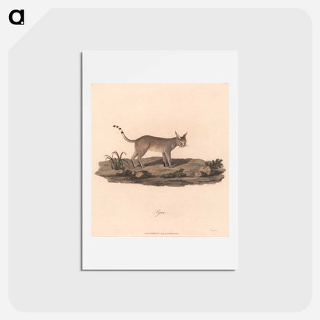 アートポストカード-Lynx
 - ジェームス ヒース Postcard.