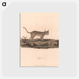アートポストカード-Lynx
 - ジェームス ヒース Postcard.