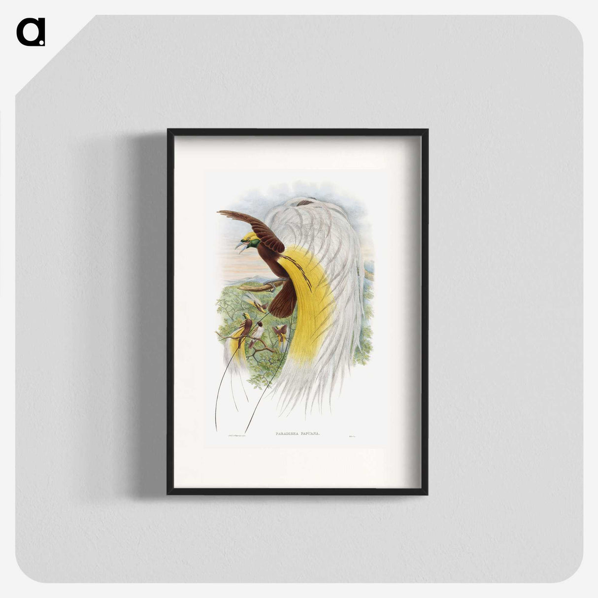 1-48_John-Gould_blk