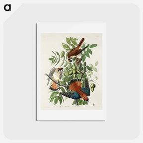 アートポストカード-American Sparrow Hawk
 - ジョン ジェームス オーデュボン Postcard.